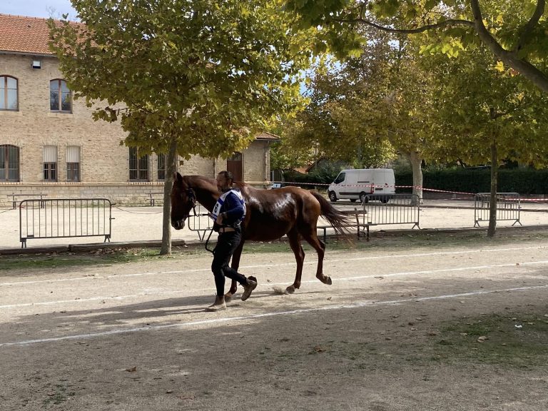 Belle performance en endurance à Salin-de-Giraud