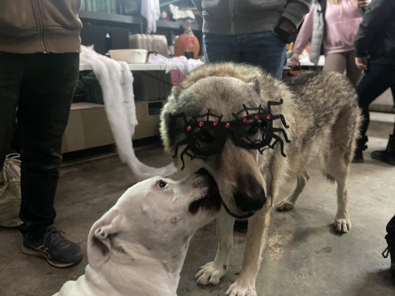 Halloween aux Écuries de Camaïsse