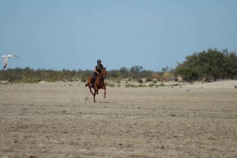 sortie plage pour les écuries de Camaïsse