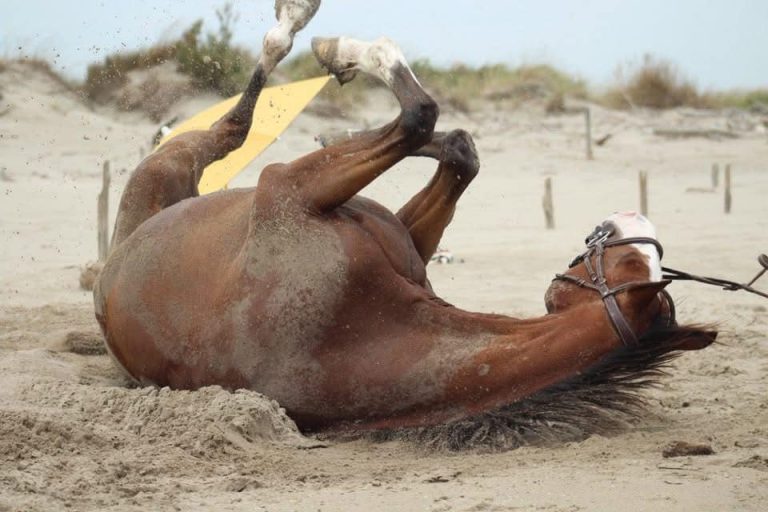 sortie plage pour les écuries de Camaïsse